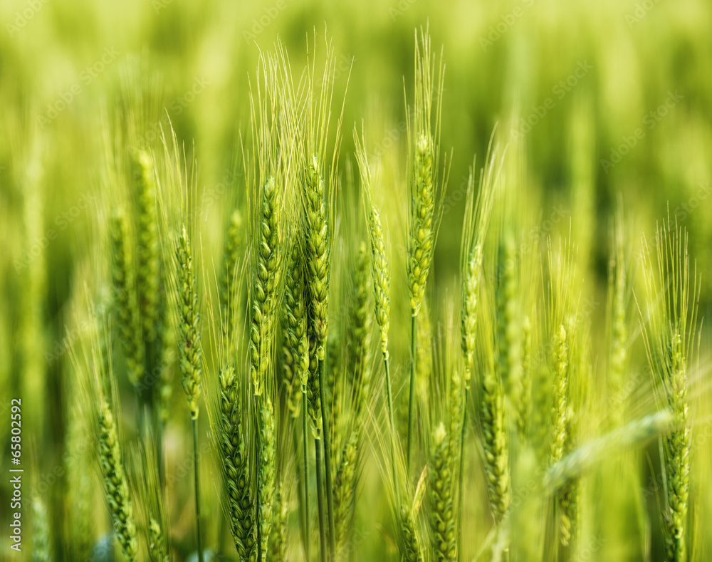 Green wheat in the field. Green wheat in the field.