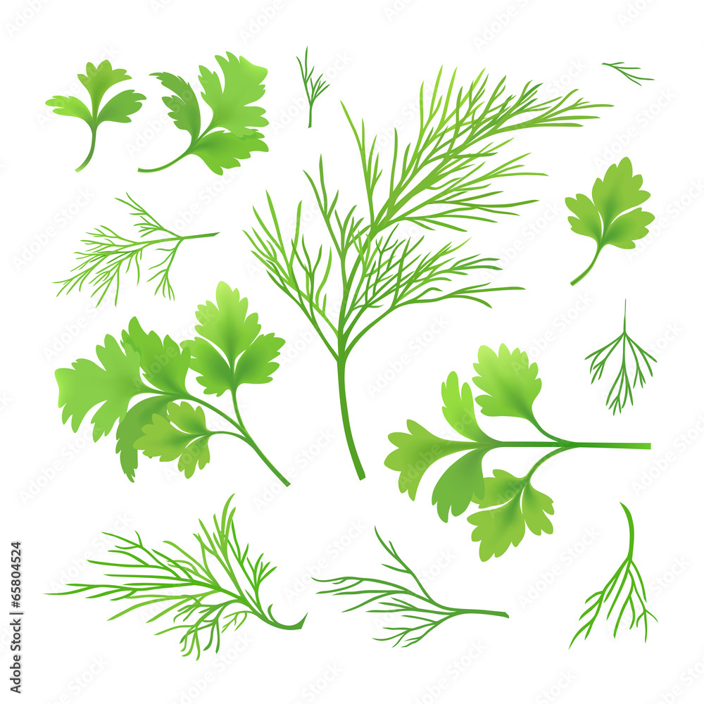 Fototapeta premium Dill and parsley
