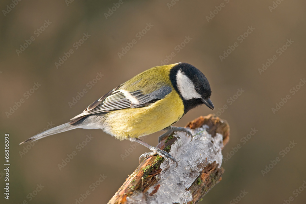 Obraz premium Great tit
