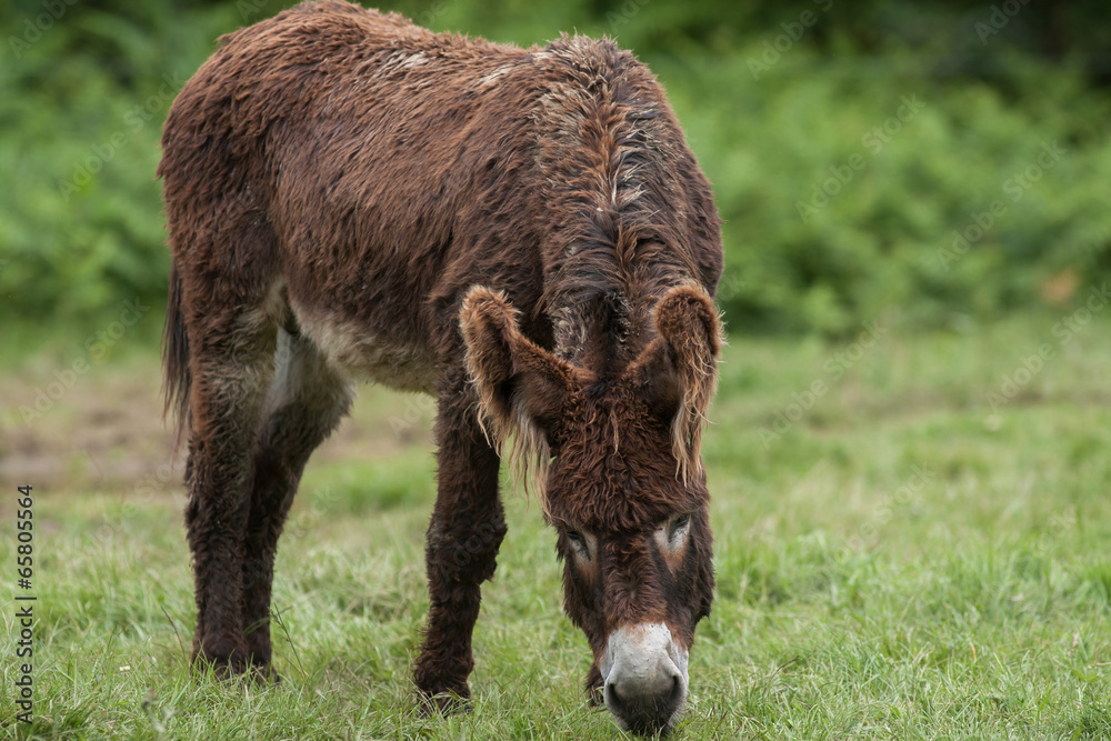 Ane du Poitou - Equus asinus - en train de brouter Ane du Poitou - Equus asinus - en train de brouter