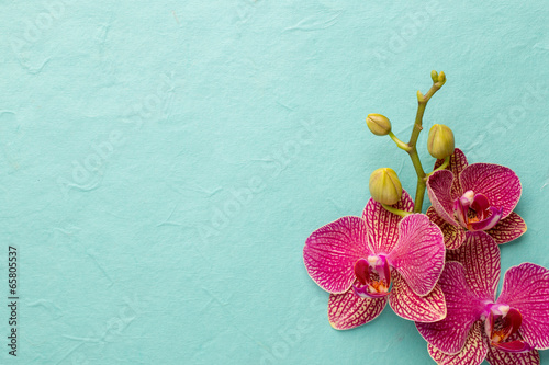 Fototapeta Naklejka Na Ścianę i Meble -  Orchid.