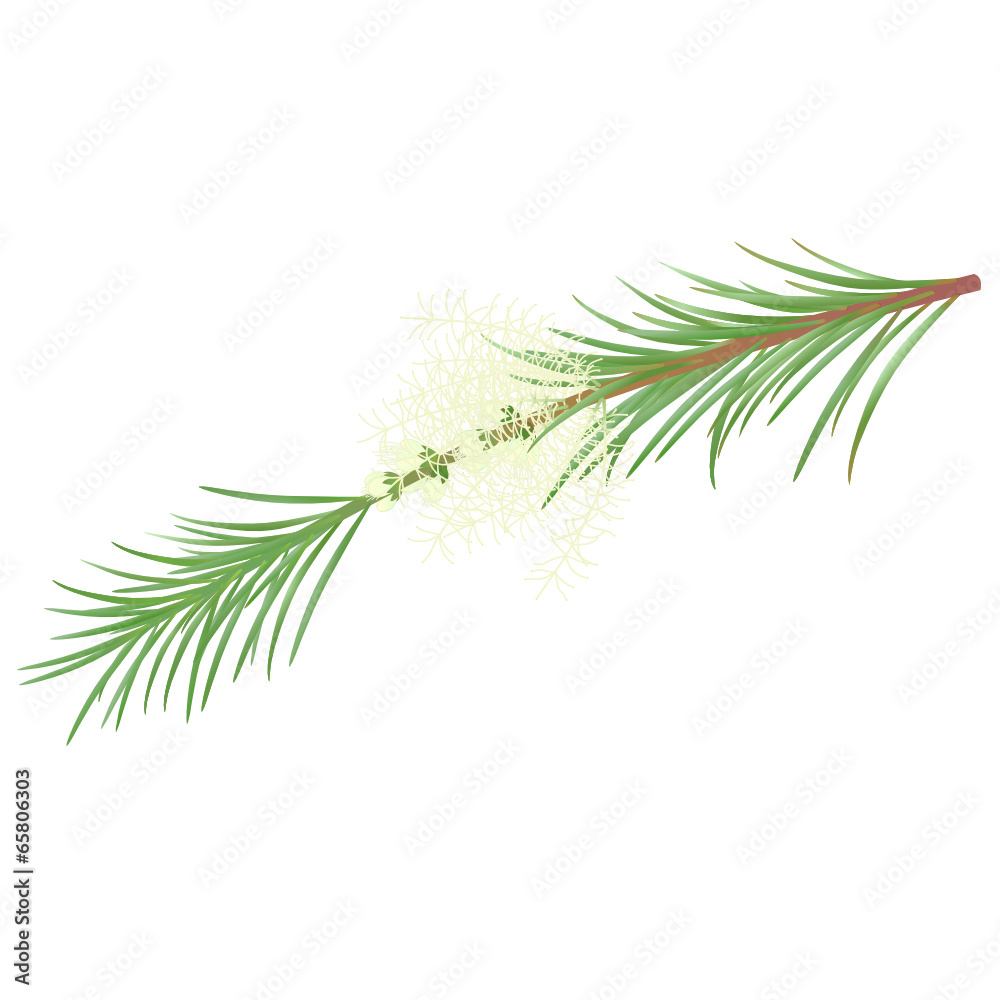 Melaleuca Melaleuca