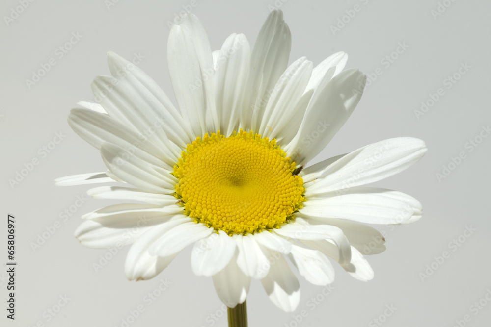 Naklejka premium Margariten; Wiesen-Margeriten; Leucanthemum; vulgare;