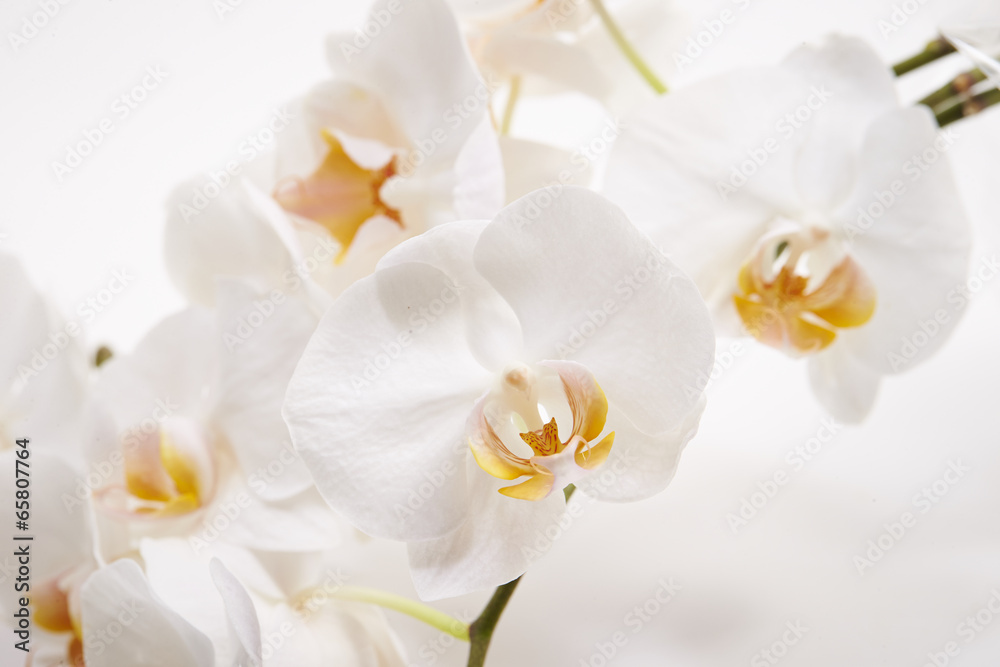 Obraz premium Orchid