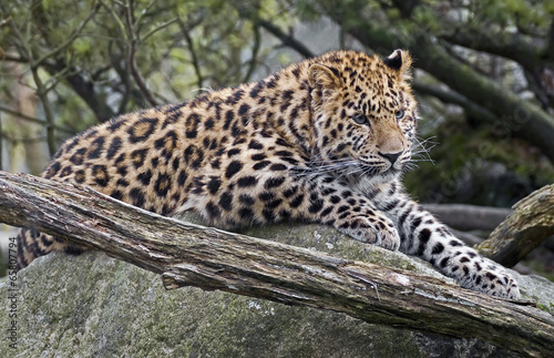 Amur leopard