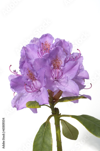 Rhododendronbluete; photo