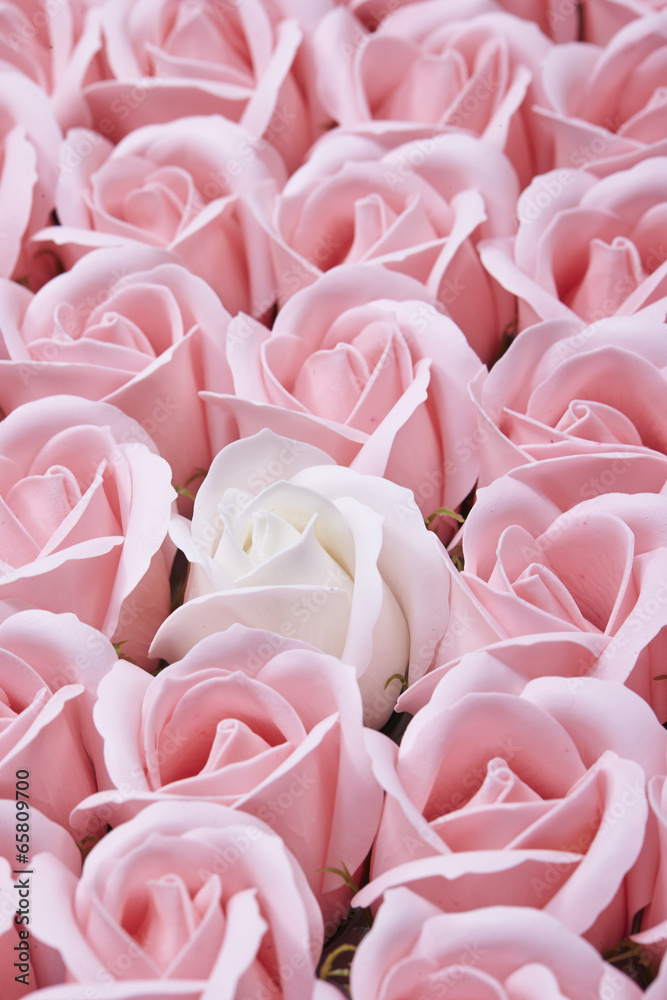 Obraz premium roses