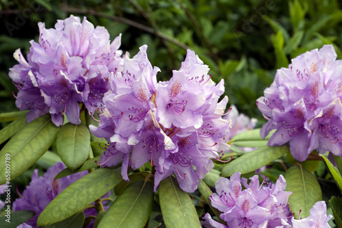 Rhododendronbluete; photo