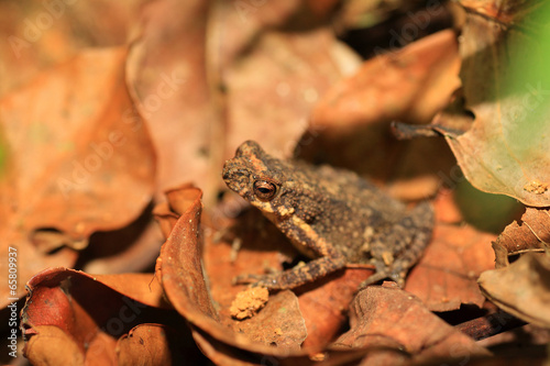 Kelaart's dwarf toad (Adenomus kelaartii) in Kitulgala forest, S