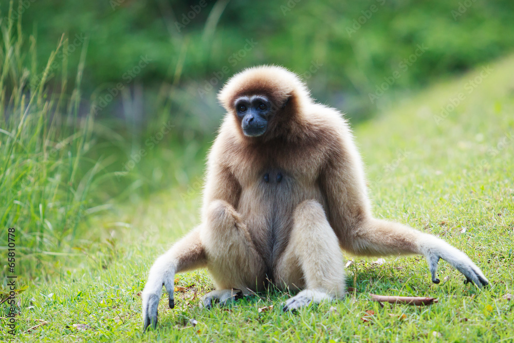 monkey monkey