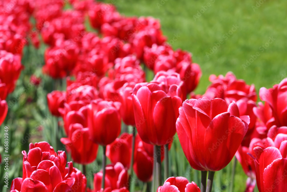 Red tulips Red tulips