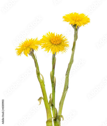 Photos Tussilago farfara flowers