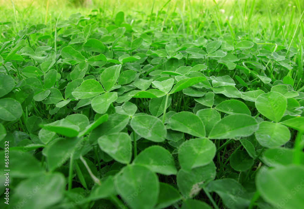 Obraz premium Green grass clover
