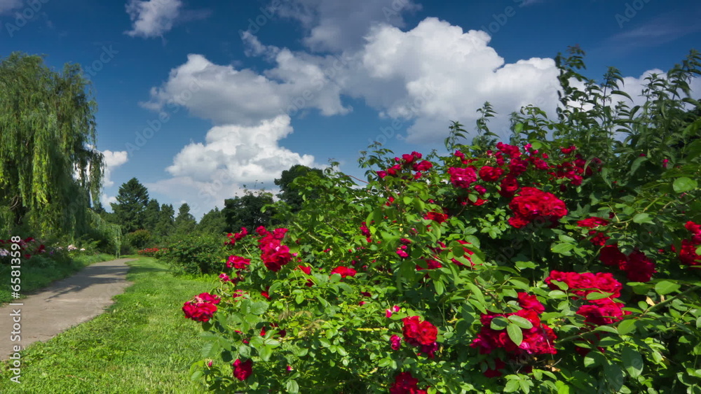 Kiev botanical garden. RAW quality timelapse. Zoom out version Kiev botanical garden. RAW quality timelapse. Zoom out version