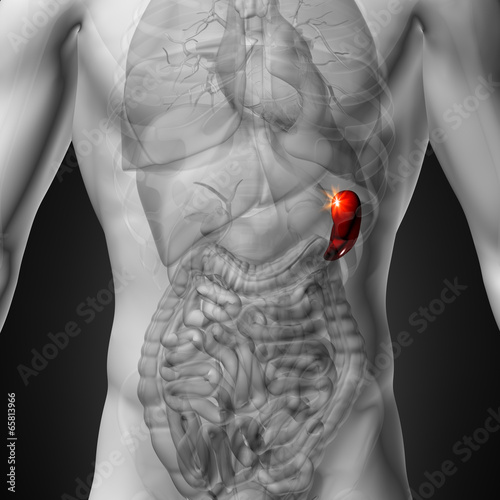 Spleen - Male anatomy of human organs photo