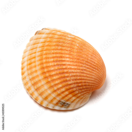 Seashell isolated on white background