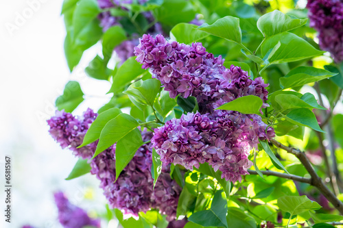 Fototapeta Naklejka Na Ścianę i Meble -  Purple lilac flowers