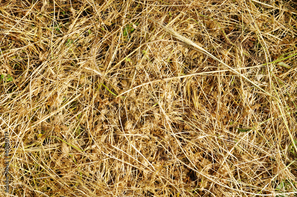 Yellow clippings grass