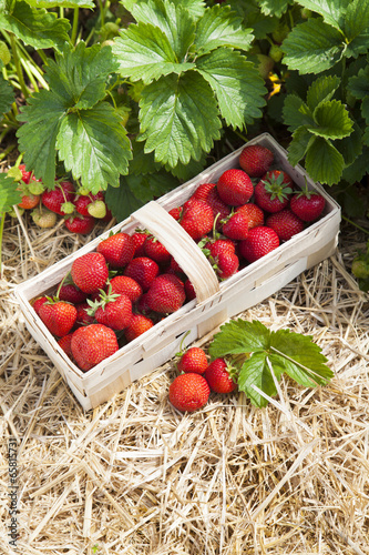 Korb mit frisch geernteten Erdbeeren photo