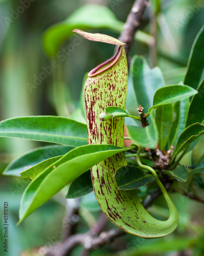 Carnivorous plant