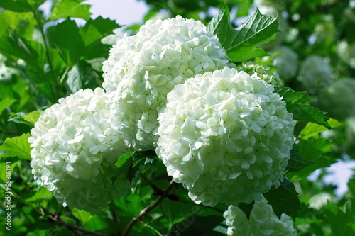 Balls of white hydrangea flowers photo