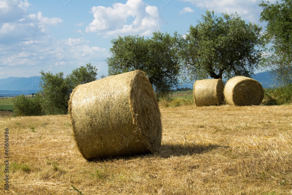 Wheat field with bales of hay
