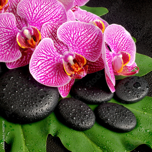 Beautiful spa concept of zen stones with drops, blooming twig of