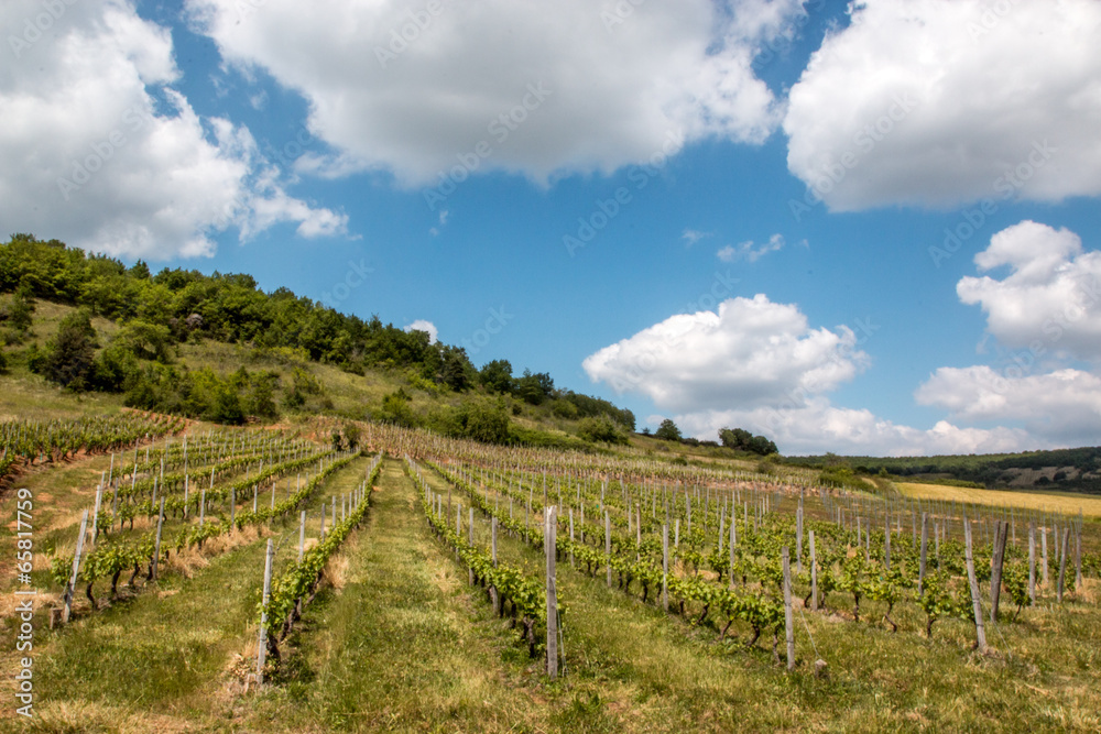Vignoble de Boudes, Puy de Dôme