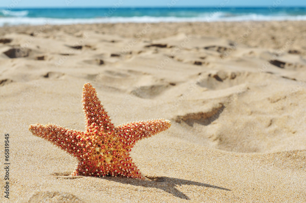 starfish on the sand of a beach starfish on the sand of a beach