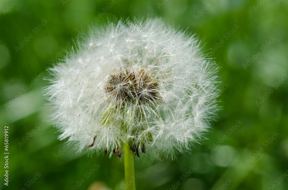 Fototapeta premium Macro picture of dandelion clock (Taraxacum officinale)