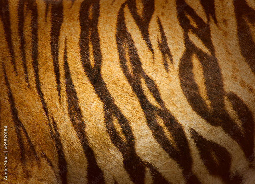 texture of real tiger skin ( fur ) texture of real tiger skin ( fur )