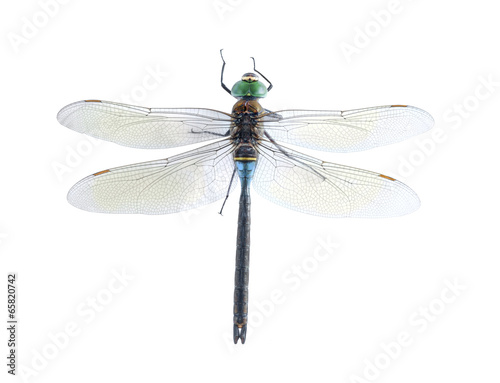 Anax parthenope (male)