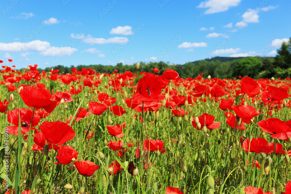 Naklejka premium Spring Meadow fully of red Weed
