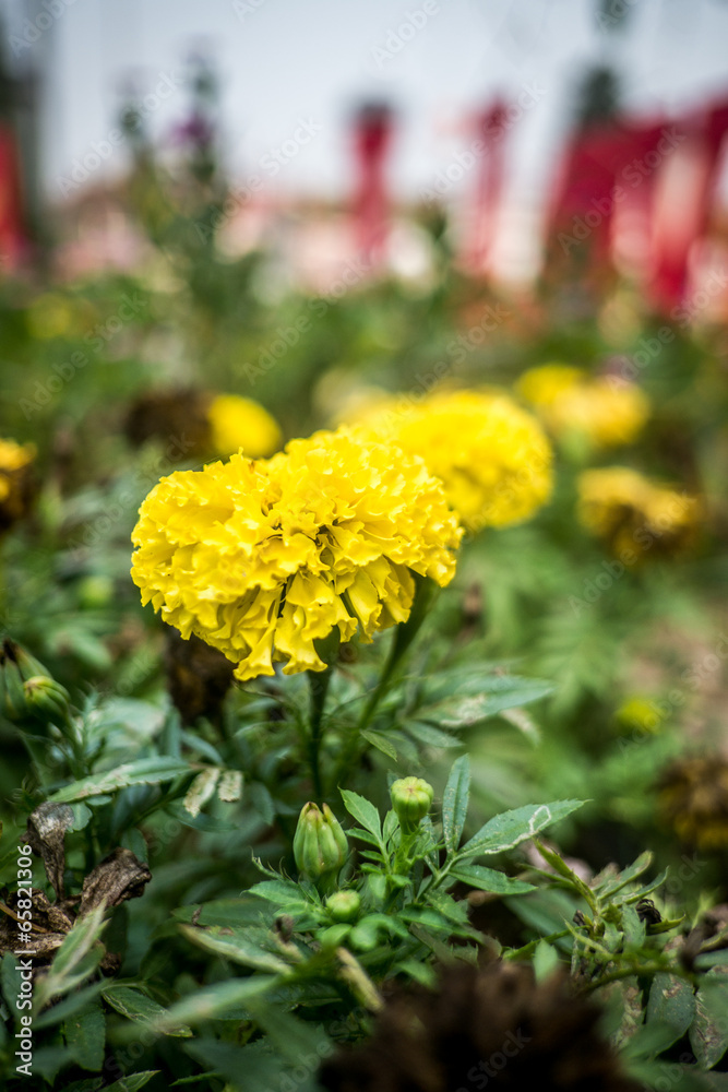 Flower in Garden Flower in Garden