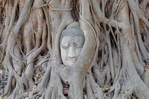 Buddha head in tree © atosuwan