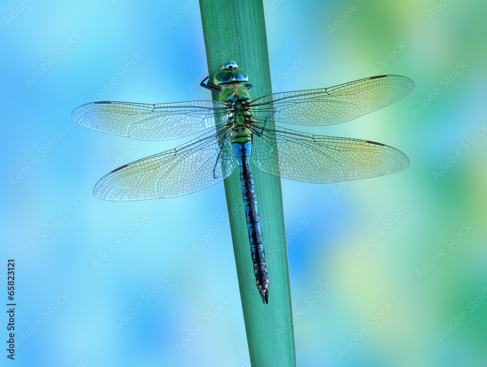 Anax imperator (female) Blue Emperor Anax imperator (female) Blue Emperor