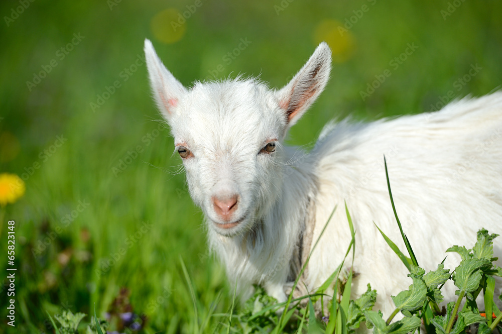 Funny white baby of goat on the green grass Funny white baby of goat on the green grass