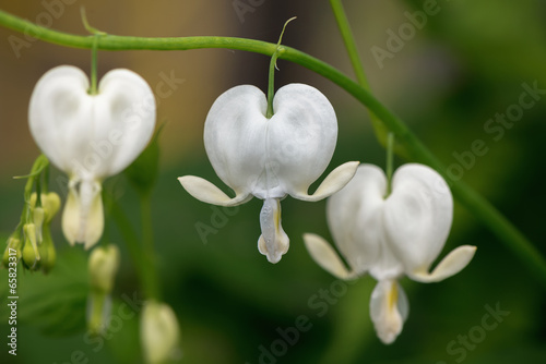 White beeding heart flower ...