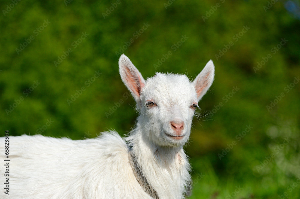 Funny white baby of goat on the green grass Funny white baby of goat on the green grass