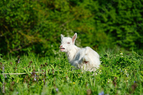 Funny white baby of goat on the green grass © The Len
