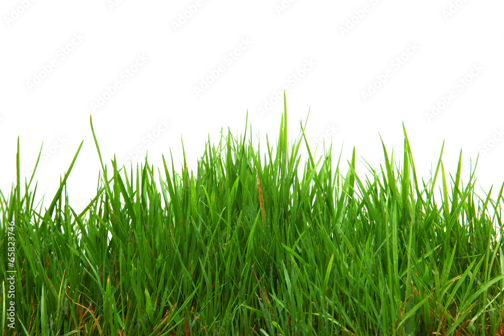 Obraz premium Wunderschönes Gras