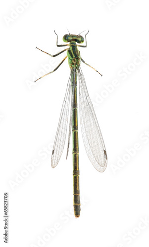 Dragonfly Coenagrion hastulatum (female) photo