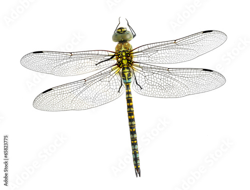 Dragonfly Aeshna affinis (male)