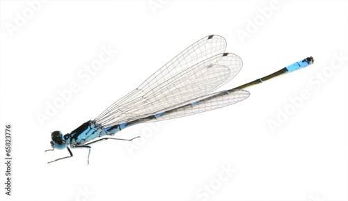 Dragonfly Coenagrion pulchellum (male)