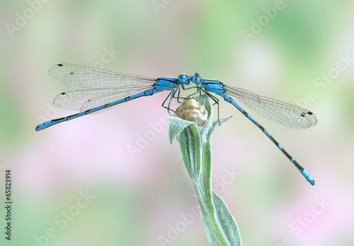 Enallagma cyathigerum (male)