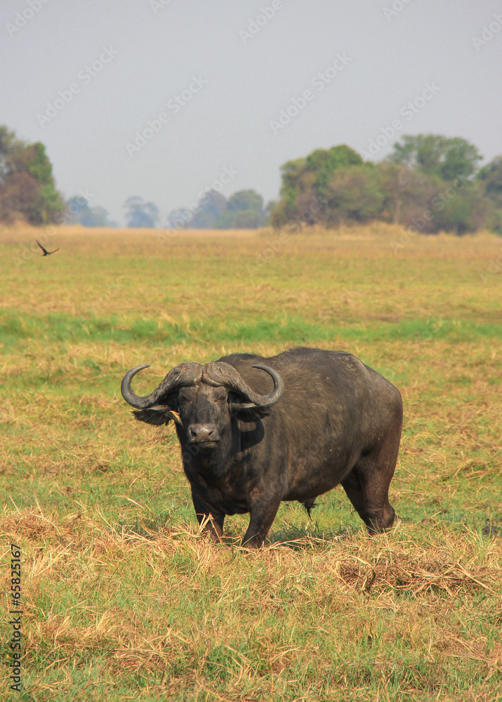 Cape buffalo staring into the great savannah, zambia Cape buffalo staring into the great savannah, zambia