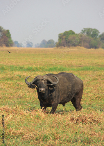 Cape buffalo staring into the great savannah  zambia