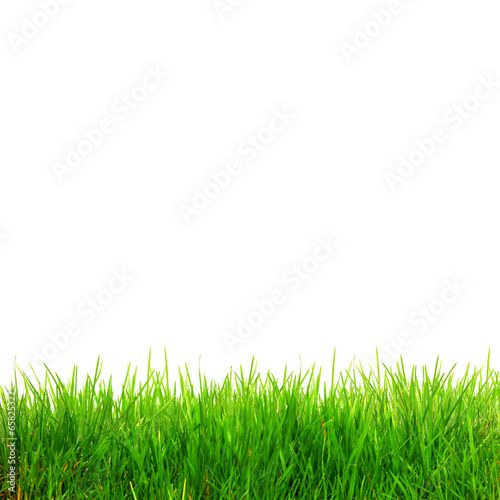Hellgrünes Gras