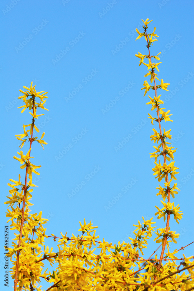 Obraz premium Yellow golden rain flowers blooming in spring with blue sky