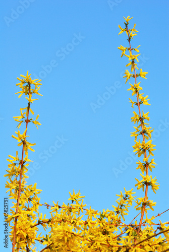 Yellow golden rain flowers blooming in spring with blue sky